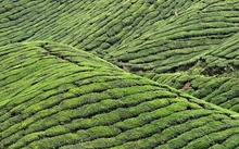 green landscapes nature fields 1280x800 wallpaper 